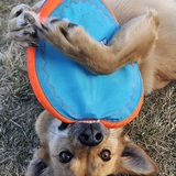 Entry image for Poppy 