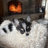 Entry image for Marty