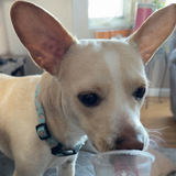 Entry image for Nugget 