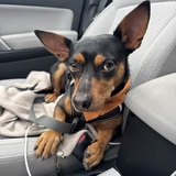 Entry image for Spike