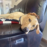 Entry image for Rooney