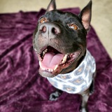 Entry image for Deebo