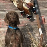 Entry image for Dachs 