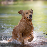 Entry image for Kodi