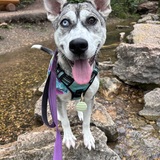 Entry image for Nahli