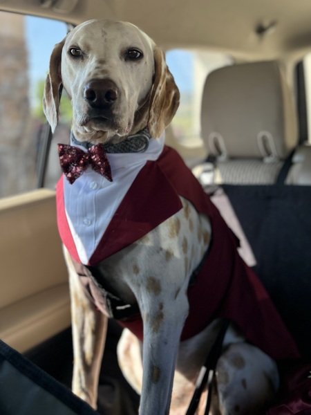 Entry image for Sunny. Clicking this image will show a larger photo