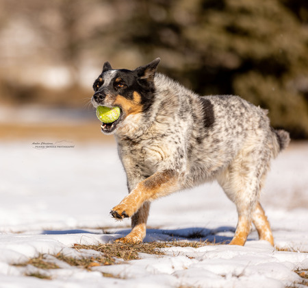 Entry image for Bonnie. Clicking this image will show a larger photo