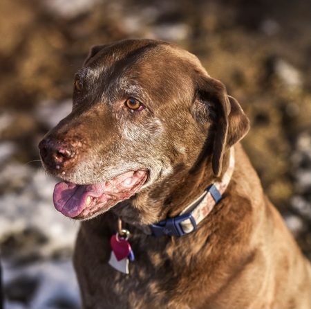 Entry image for Rigby. Clicking this image will show a larger photo