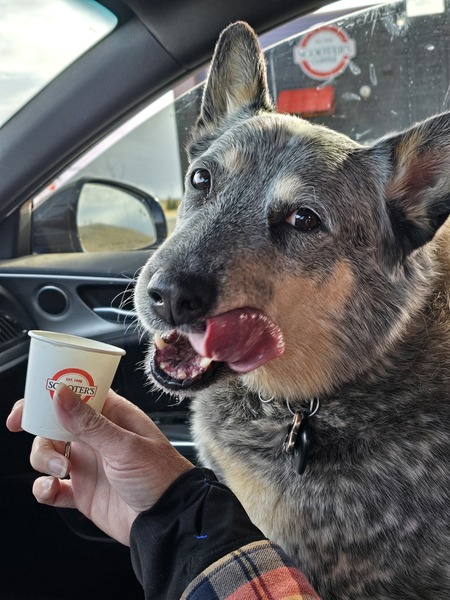 Entry image for Sammie . Clicking this image will show a larger photo