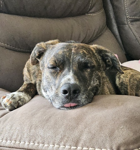 Entry image for Maple. Clicking this image will show a larger photo