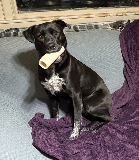 Entry image for Ripley. Clicking this image will show a larger photo