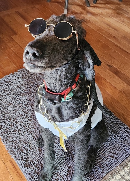 Entry image for Babu. Clicking this image will show a larger photo