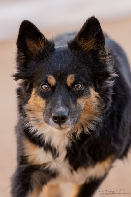 Entry image for Bo. Clicking this image will show a larger photo