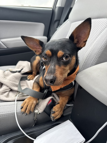 Entry image for Spike. Clicking this image will show a larger photo