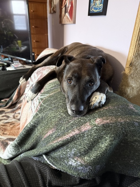 Entry image for Kona. Clicking this image will show a larger photo