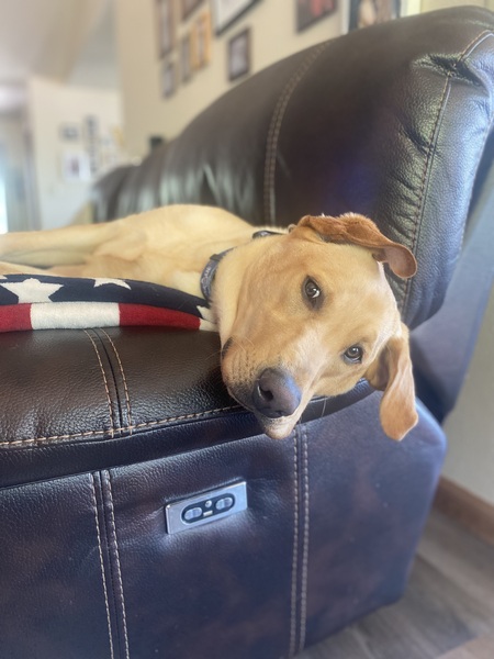 Entry image for Rooney. Clicking this image will show a larger photo