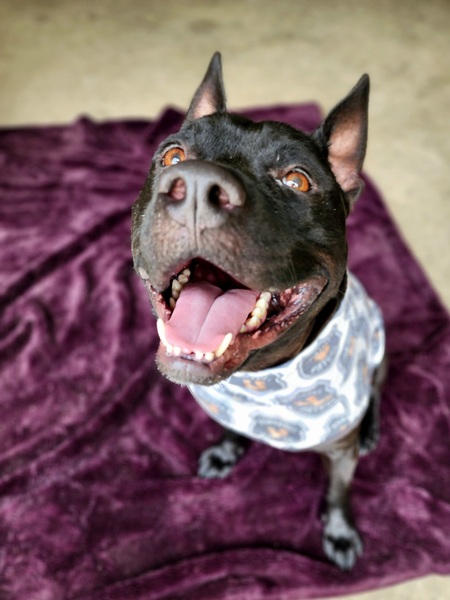 Entry image for Deebo. Clicking this image will show a larger photo