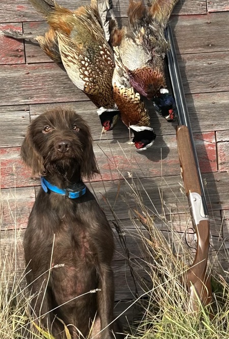 Entry image for Dachs . Clicking this image will show a larger photo