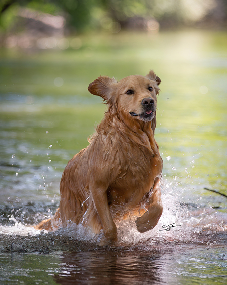 Entry image for Kodi. Clicking this image will show a larger photo