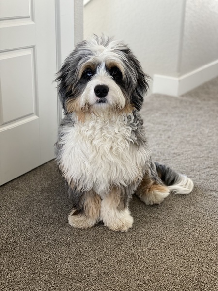 Entry image for Sonny. Clicking this image will show a larger photo