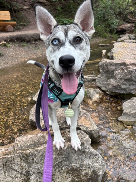 Entry image for Nahli. Clicking this image will show a larger photo