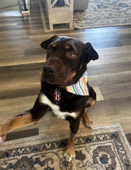 Entry image for Sarge. Clicking this image will show a larger photo