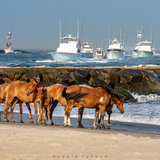 Entry image for Tides of Freedom at the 50th White Marlin Open