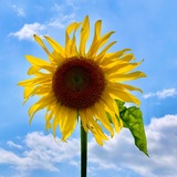 Entry image for Happiness
