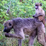 Entry image for Hitching a Ride