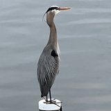 Entry image for Afternoon Fishing