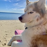 Entry image for Beach Husky 