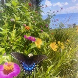 Entry image for Butterfly Magic on the Chesapeake Bay 