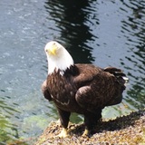 Entry image for Eagle in Alaska