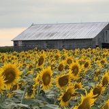 Entry image for Field of Gold