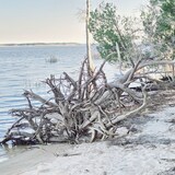 Entry image for Southern Sanity