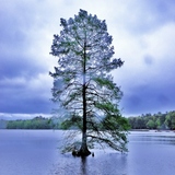 Entry image for The Healing Tree
