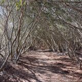 Entry image for Nature's Canopy