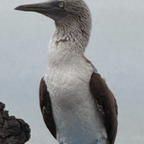 Entry image for Galapagos Boobie