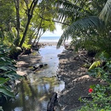 Entry image for pura vida 