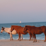Entry image for Horses in the surf at Assateague Island