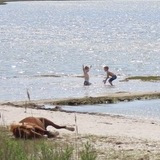 Entry image for Lotsa fun at Assateague 