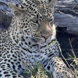 Entry image for South Africa Safari 