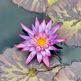 Entry image for Botanical beauty