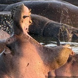 Entry image for Serengeti Hippo at Sunset 
