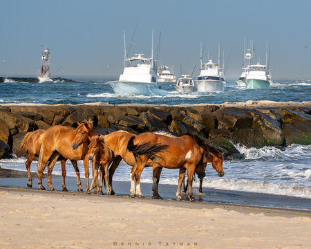 Entry image for Tides of Freedom at the 50th White Marlin Open. Clicking this image will show a larger photo