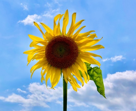 Entry image for Happiness. Clicking this image will show a larger photo