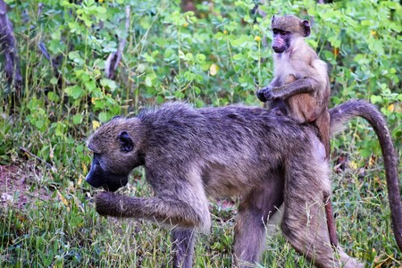 Entry image for Hitching a Ride. Clicking this image will show a larger photo