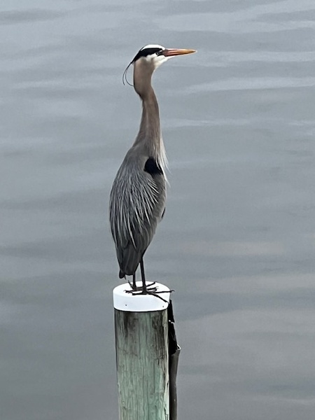 Entry image for Afternoon Fishing. Clicking this image will show a larger photo
