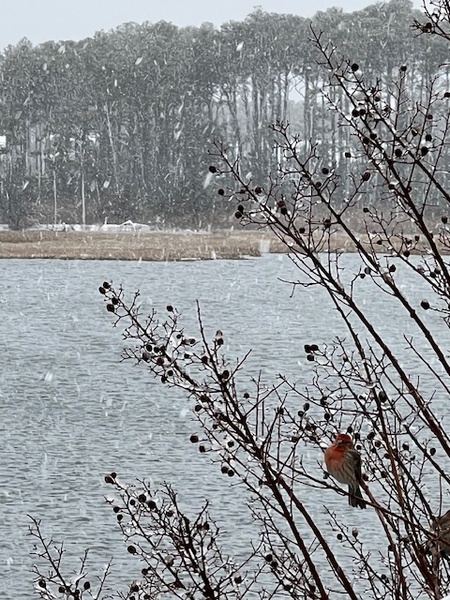 Entry image for Waiting Out the Snowstorm. Clicking this image will show a larger photo