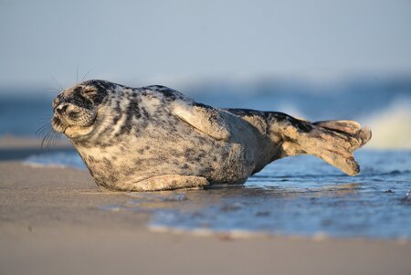 Entry image for Life’s a Beach. Clicking this image will show a larger photo